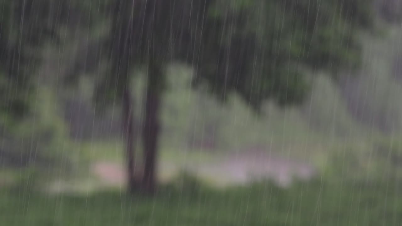 Rain comes in the jungle anytime and one must enjoy the most out of it