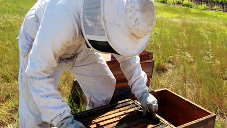 beekeeper removing a wooden frame from beehive