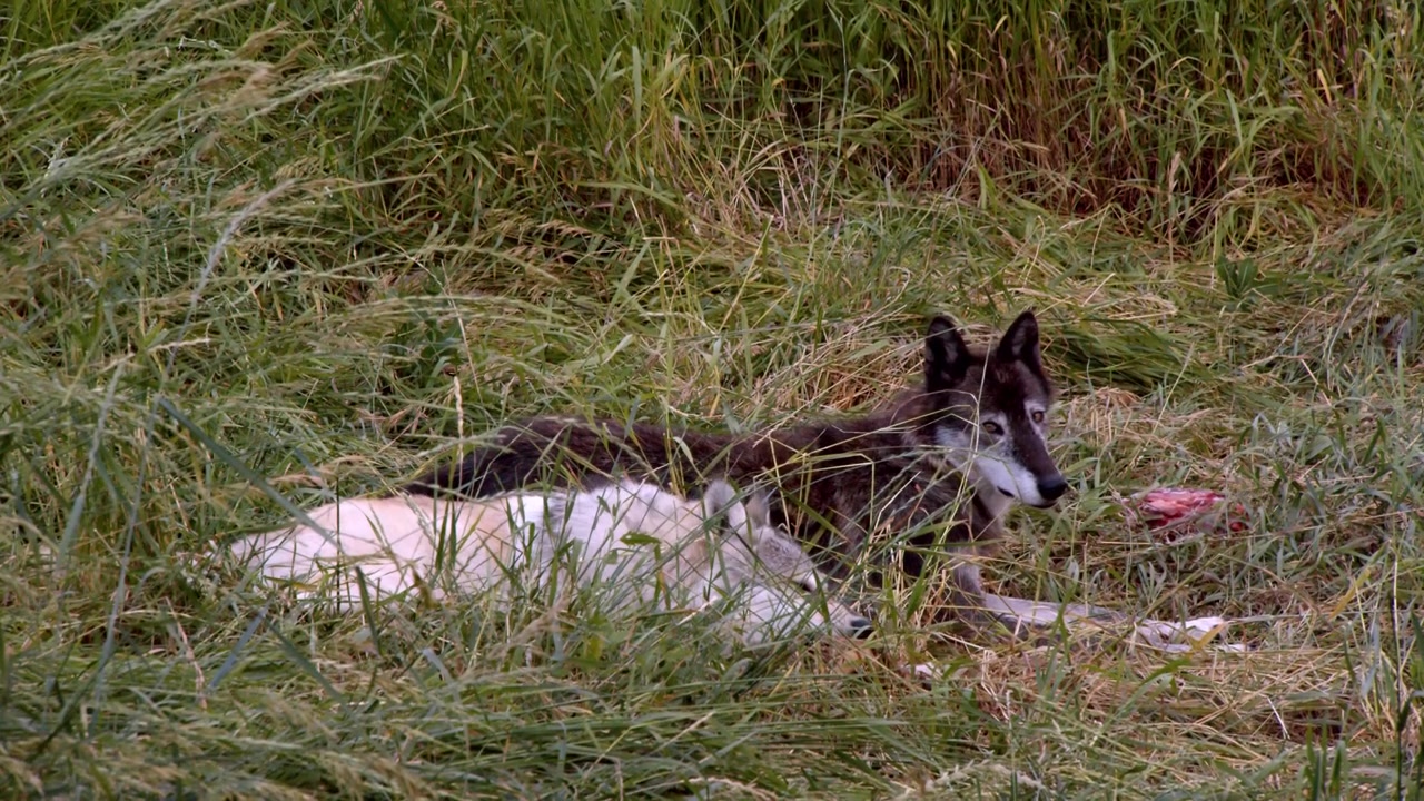 A grey wolf called Koa.