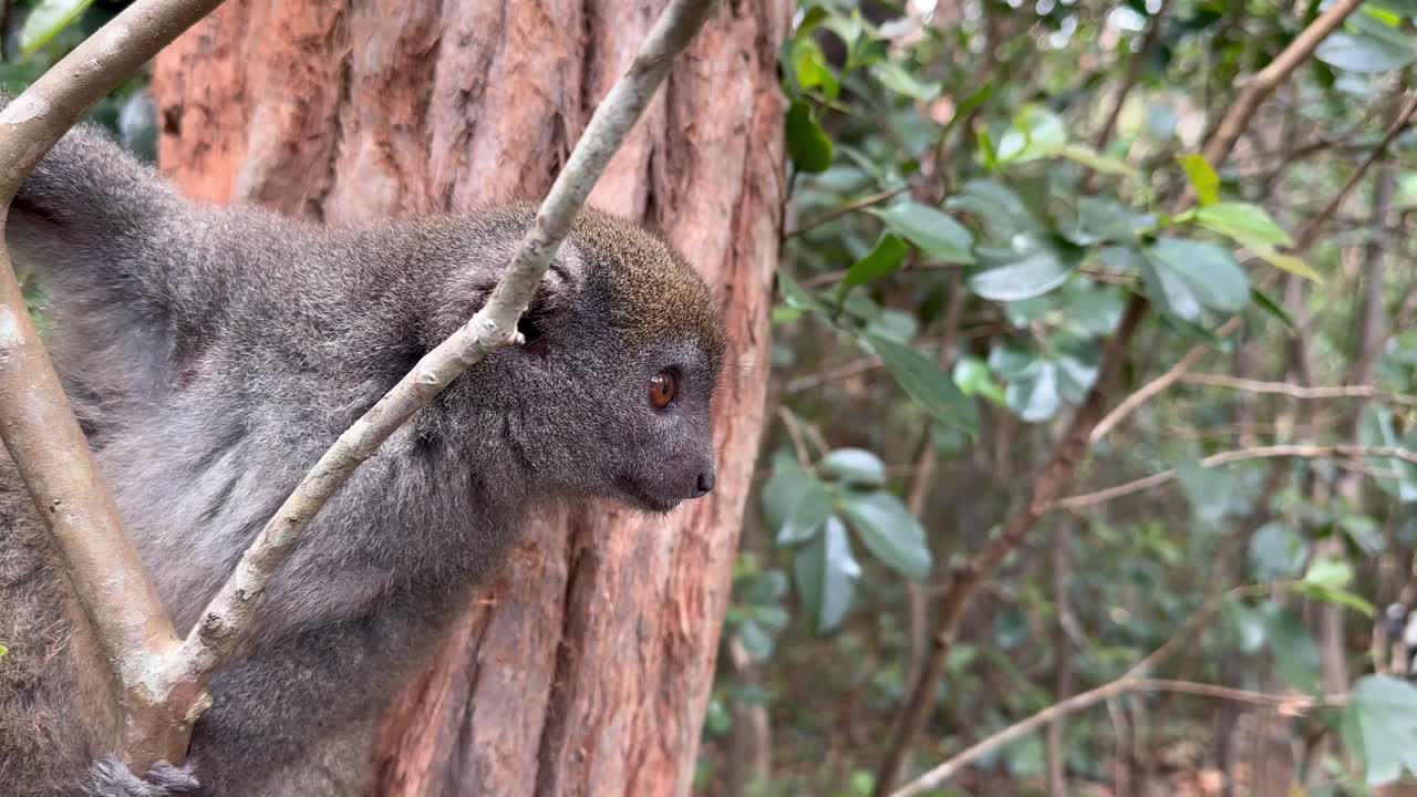 Ritratto ravvicinato di lemure di bambù grigio orientale (Hapalemur griseus), Madagascar.