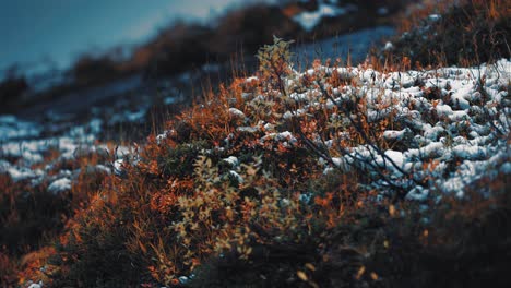 bright red leaves stand out against the first snowfall of the season, creating a vibrant contrast with the white snow