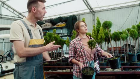 two caucasian botanists working in greenhouse over plants seedling and using tablet