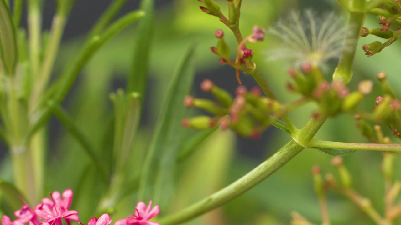 Dandelion seed drifts through green stems and pink Centranthus ruber flowers in soft daylight