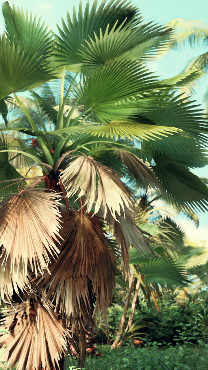 las palmeras en el paraíso tropical