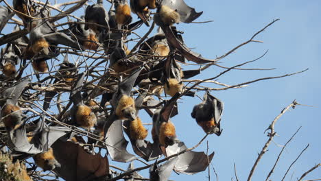 zorros voladores colgando boca abajo en un día soleado, cámara lenta