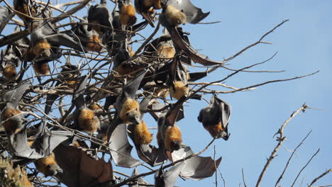 flying foxes hanging upside down on a sunny day, slow motion