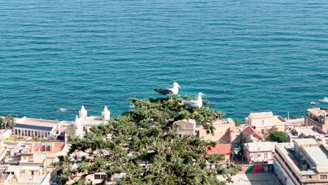 discovering algiers: the panoramic beauty of notre dame d'afrique #algiers #notredamedafrique #panoramicviews #adventure #travel