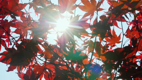 the sun shines through the leaves of american red maple