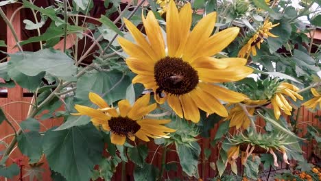 sunflower and working bees. close and far