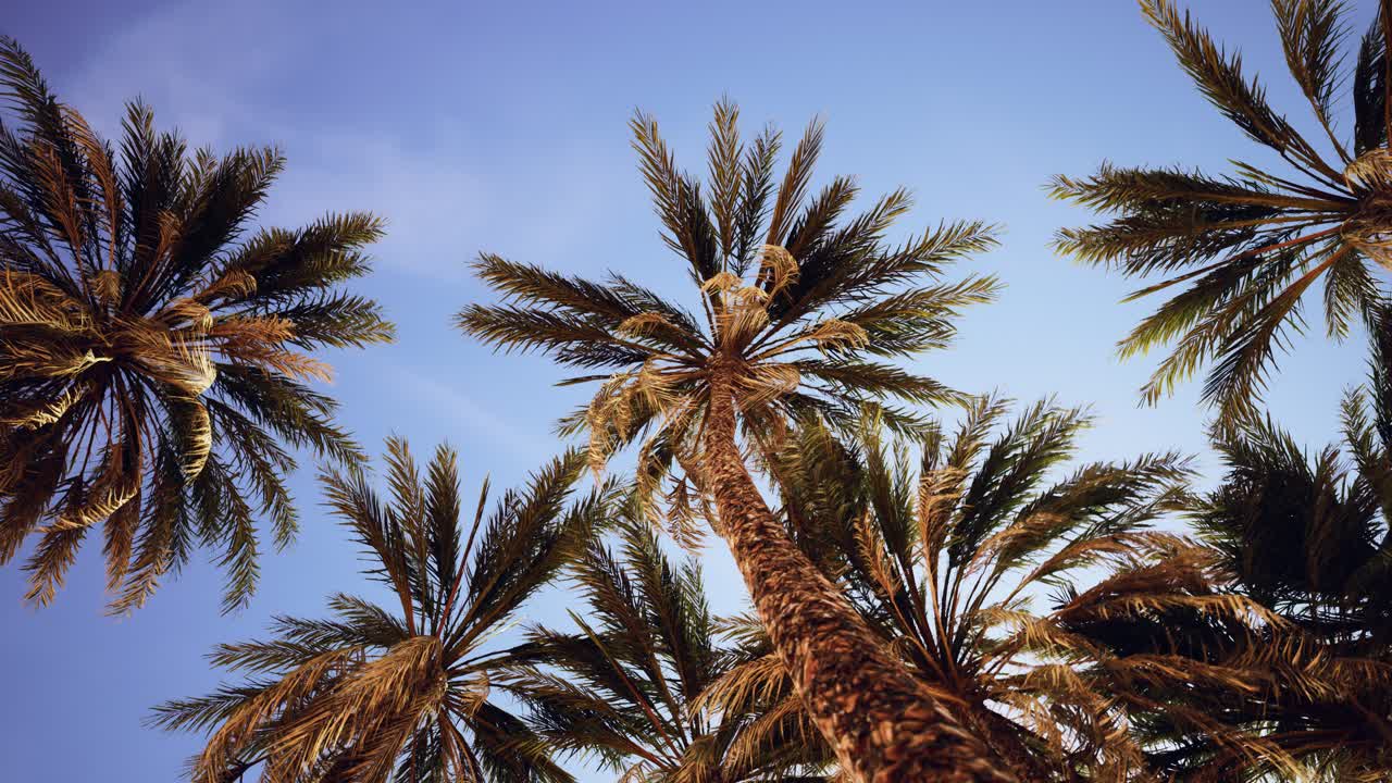 Palm trees at sunset light and sky