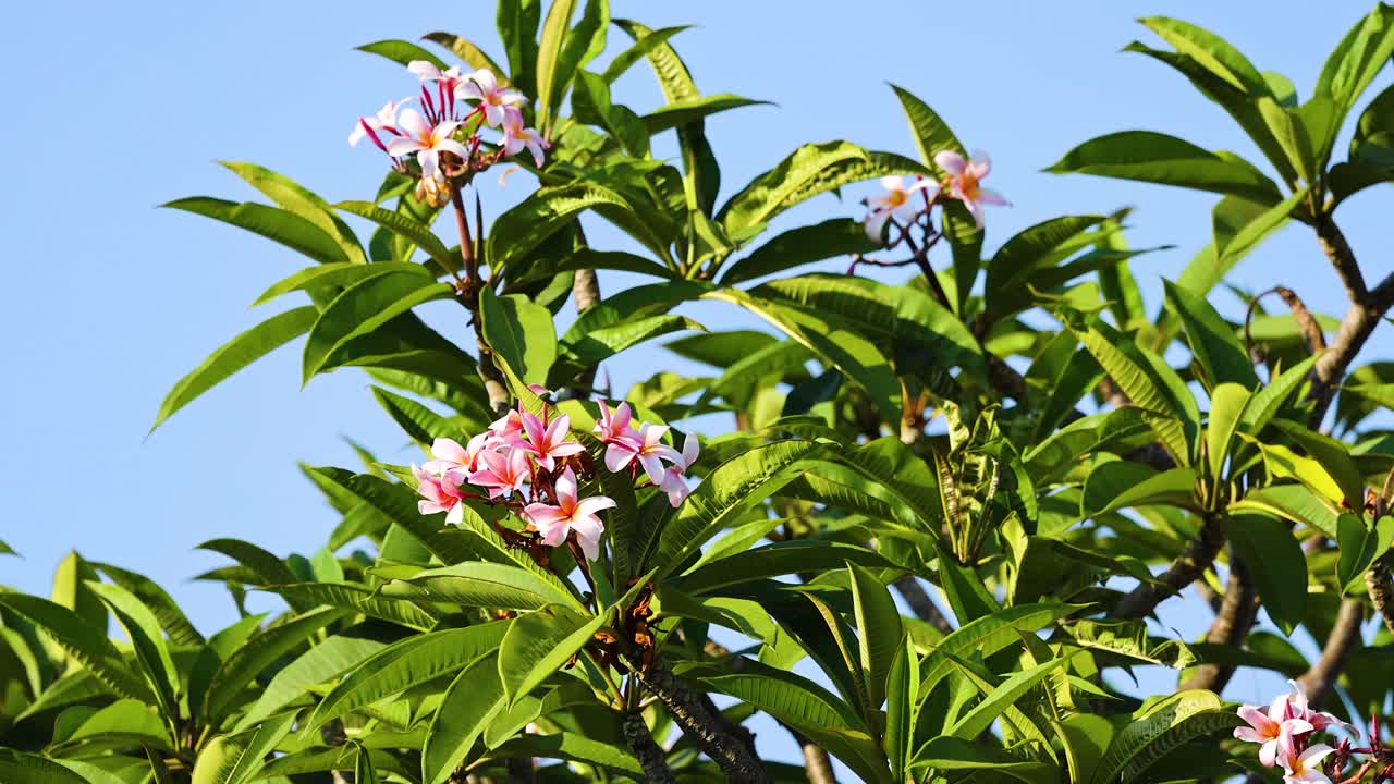 은 파란 하늘 아래 꽃이 피는 프랑기파니