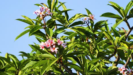 las flores de frangipani floreciendo bajo un cielo azul claro