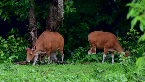 the banteng or tembadau, is a wild cattle found in the southeast asia and extinct to some countries