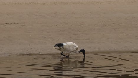 white ibis feeding at the water's edge