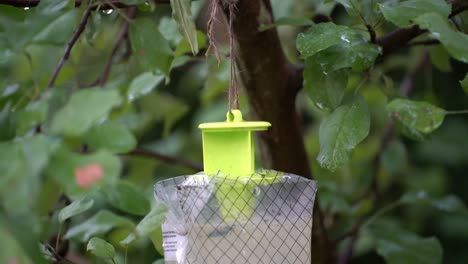 disposable water activated wasp yellow jacket trap outside