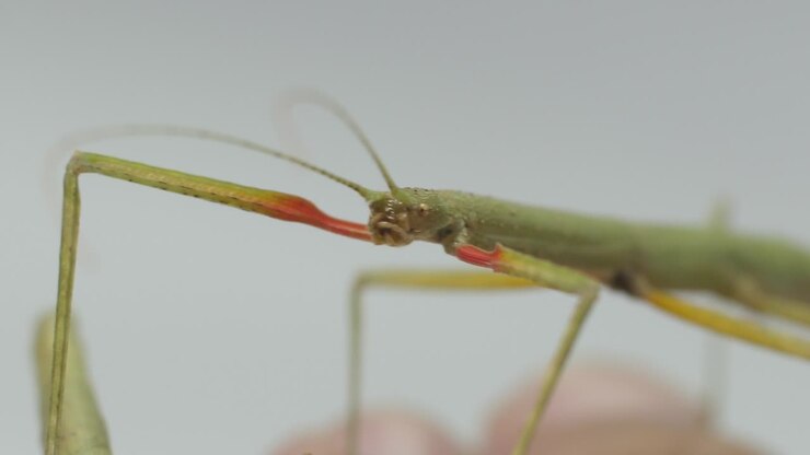 Insetto stecco Medauroidea extradentata, famiglia Phasmatidae