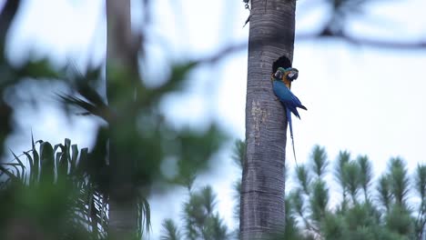 Zwei-Aras-Nisten-Im-Stamm-Eines-Baumes,-Während-Andere-Vögel-In-Der-Nähe-Vorbeifliegen