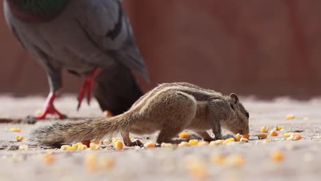 La-Ardilla-De-Palma-India-O-Ardilla-De-Palma-De-Tres-Rayas-(funambulus-Palmarum)-Es-Una-Especie-De-Roedor-De-La-Familia-Sciuridae-Que-Se-Encuentra-Naturalmente-En-La-India-(al-Sur-De-Los-Vindhyas)-Y-Sri-Lanka.