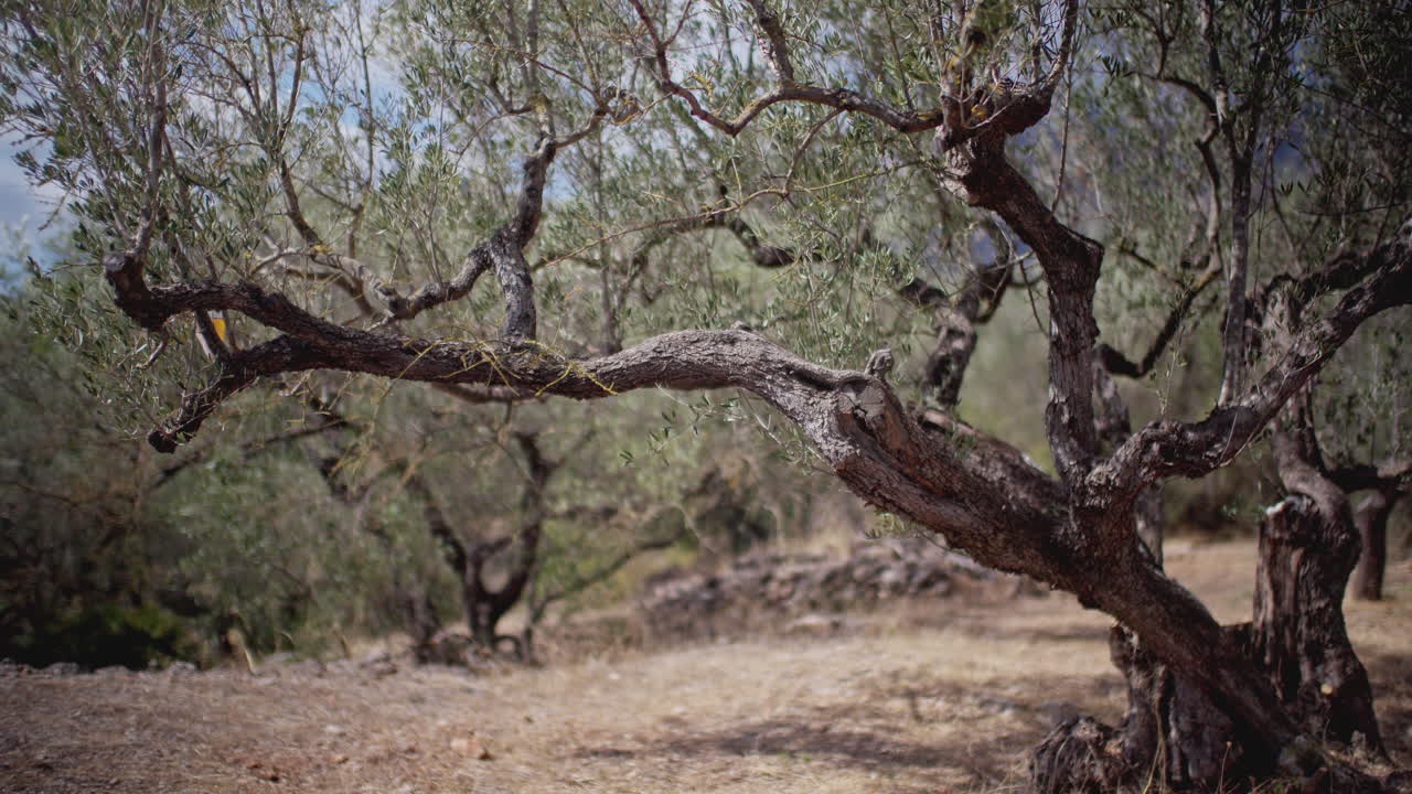 Оливковые деревья в испанских горах