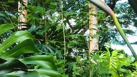 HD-Hawaii-Kauai-slow-motion-boom-up-from-a-lush-forest-to-reveal-a-bird-of-paradise-flower