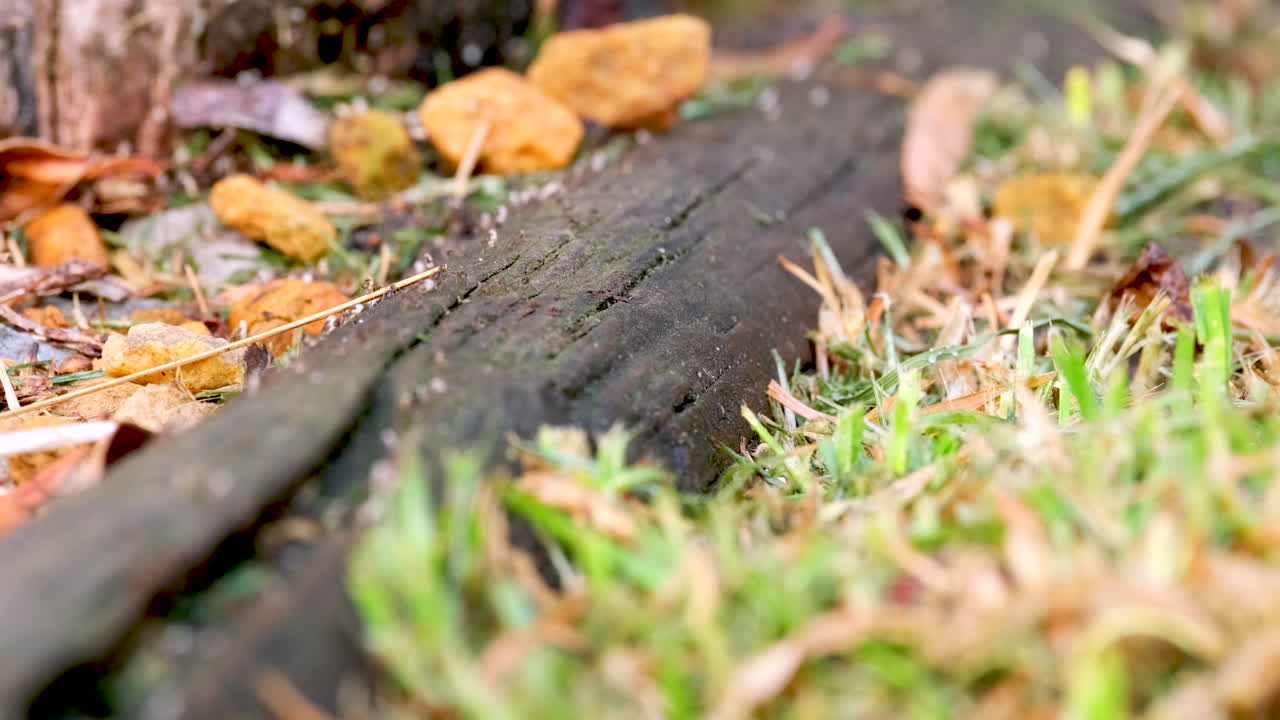 Shallow focus of pesky Argentine ants carrying white eggs over pole on grass