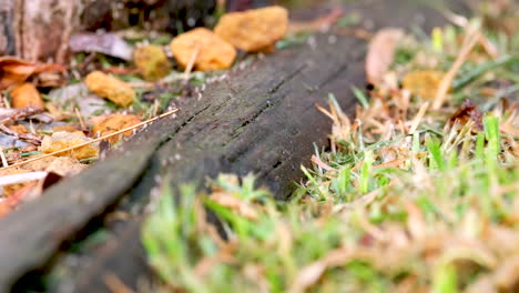 Shallow-focus-of-pesky-Argentine-ants-carrying-white-eggs-over-pole-on-grass