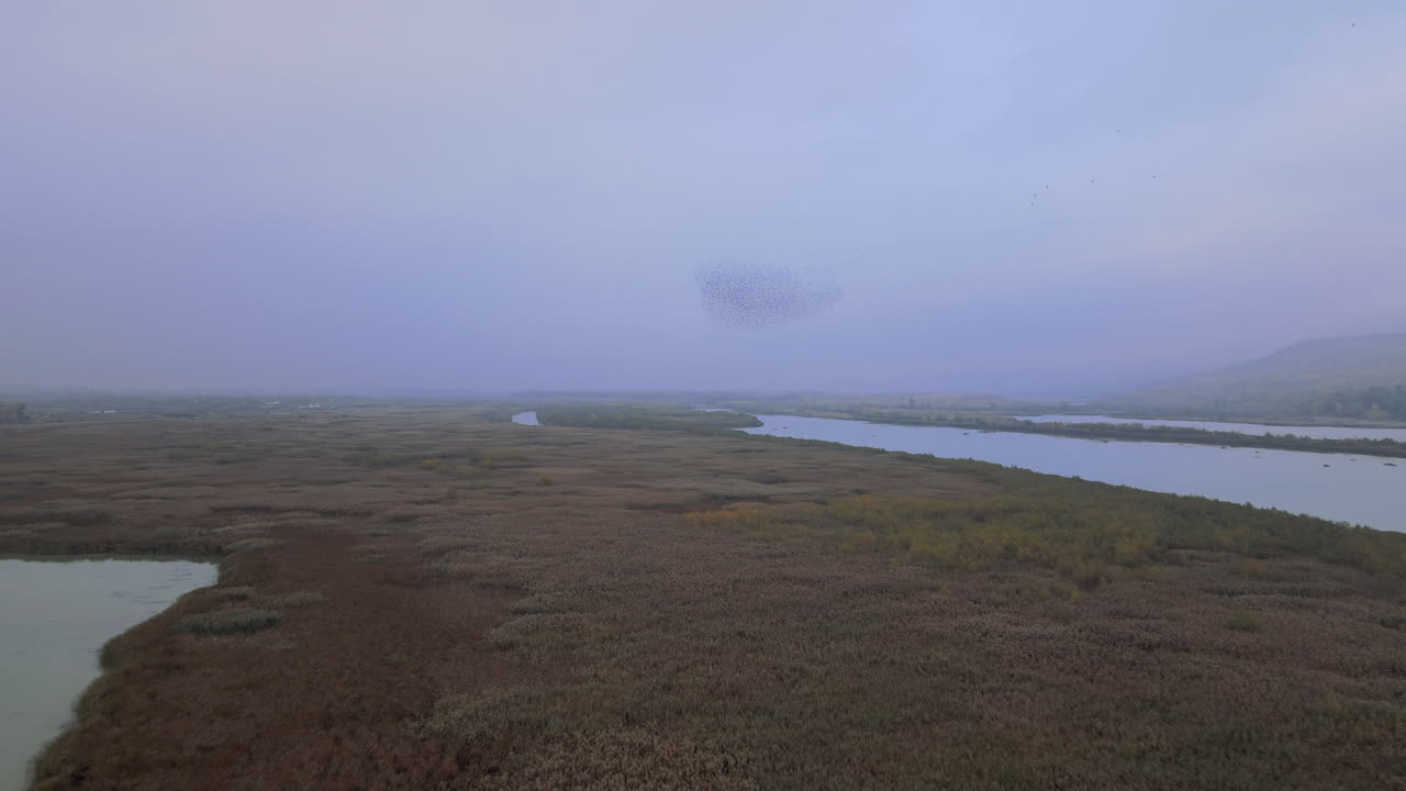 imágenes de drones de una bandada de pájaros bailando sobre un lado del río cubierto de totora y arbustos de caña