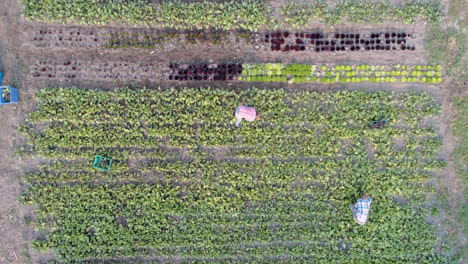 dos agricultores trabajando en el campo cerca del invernadero 4k