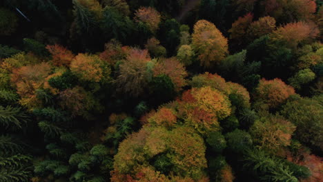 Draufsicht-Auf-Eine-Lebendige-Landschaft-Mit-Bergwald-Und-Einer-Unbefestigten-Straße,-Mehrfarbige-Baumwipfel