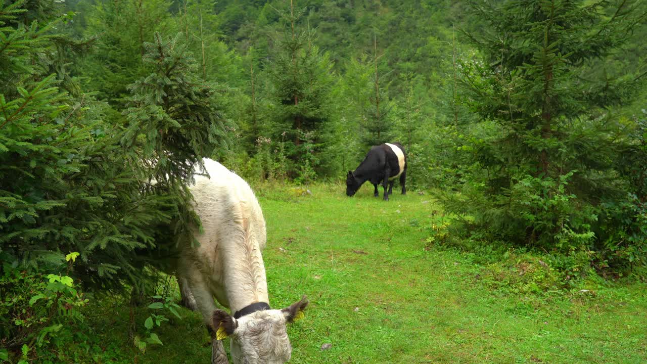 las vacas alpinas blancas y negras comen hierba en gosausee