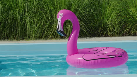 el flamenco rosado flota en la piscina.