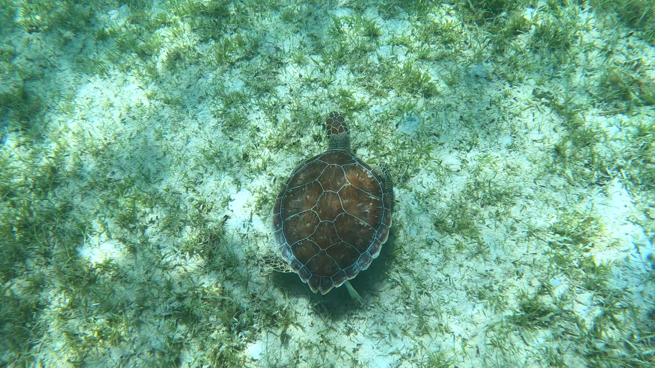 카리브 해 4k에서 바다 밑바닥에서 먹는 녹색 바다 거북