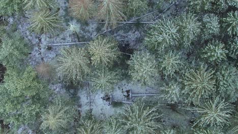 imágenes de video de ojo de pájaro de arriba hacia abajo de drones aéreos de un bosque de pinos nevados en las montañas apalaches