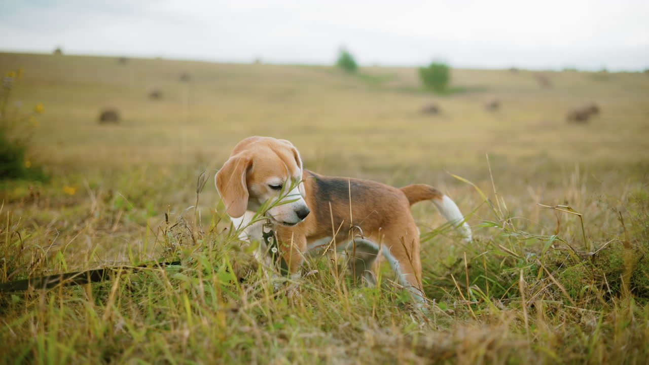 perro enérgico con correa olfata la hierba en un vasto campo abierto, orejas alertas, cola levantada, un momento lúdico de curiosidad mientras el perro explora el entorno natural en la cálida luz del sol con una suave brisa