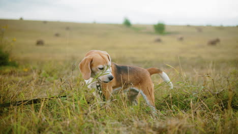 perro enérgico con correa olfata la hierba en un vasto campo abierto, orejas alertas, cola levantada, un momento lúdico de curiosidad mientras el perro explora el entorno natural en la cálida luz del sol con una suave brisa