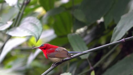 a slow motion video of a crimson sunbird sitting on a branch in a garden