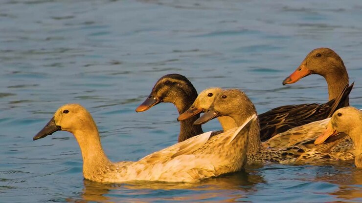 Un gruppo di sei anatre marroni che ondeggiano sull'acqua di un lago.