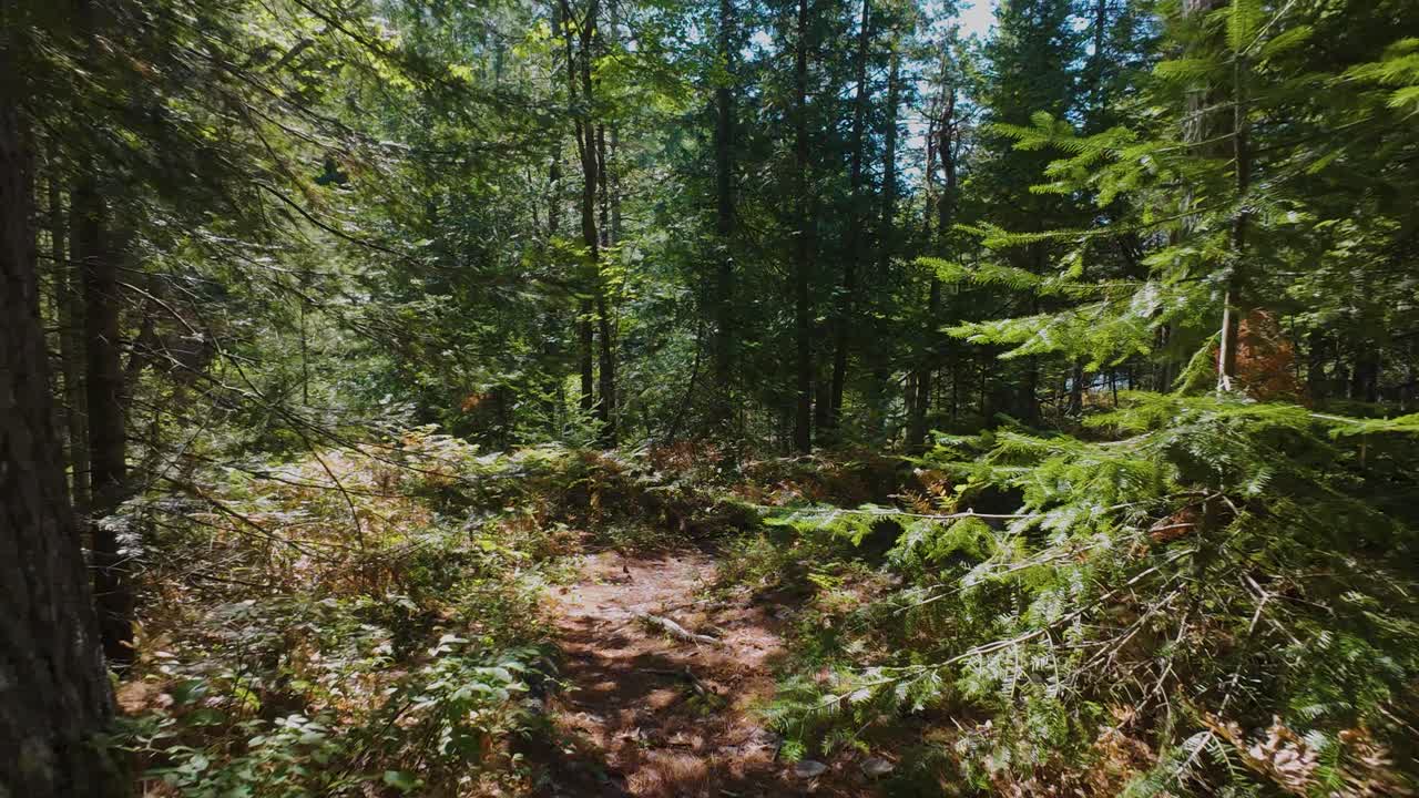 A slow drone flight feels like a walk through the dense Canadian forests