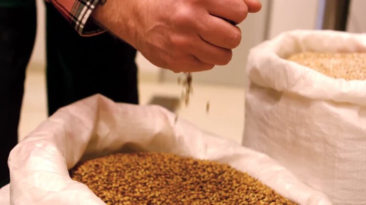 Brewer spilling grain from hand in sack at brewery factory