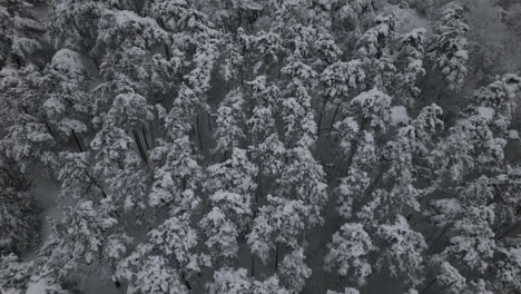 Trees-in-winter-with-snow,-drone-4k