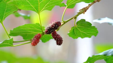 unripe mulberry fruits on tree branches - close up