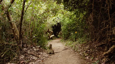caminando por un camino oscuro y espeluznante a través de una espesa vegetación