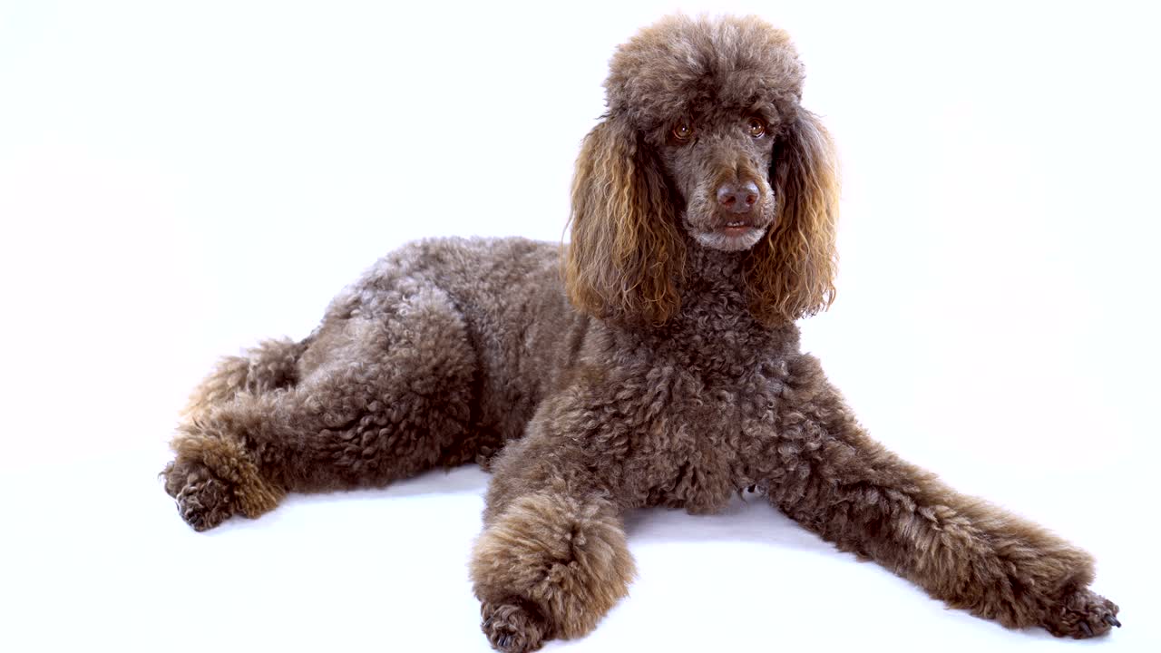 4K Brown Poodle Laying Down On White Background