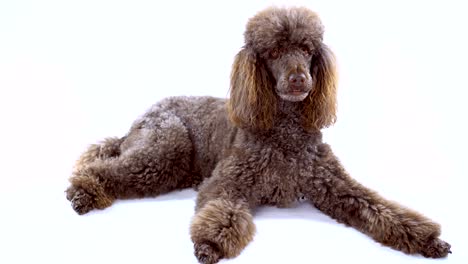 4k brown poodle laying down on white background
