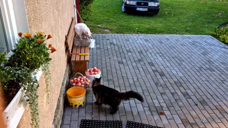 two cats and apples on a patio