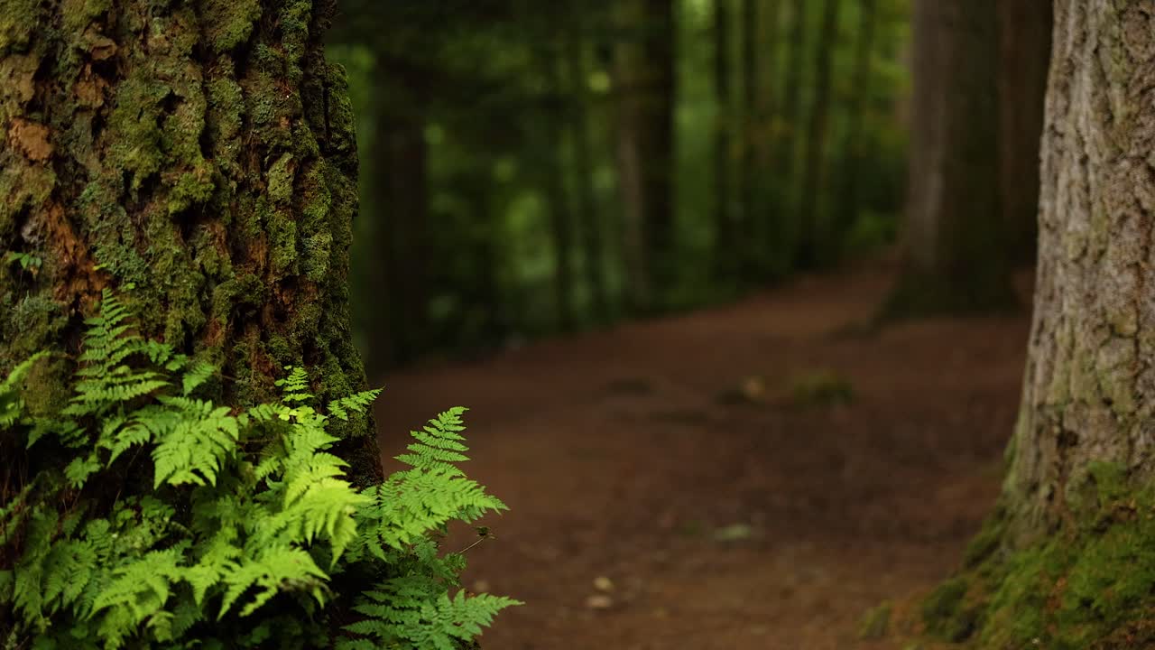 un camino de bosque sereno con vegetación exuberante