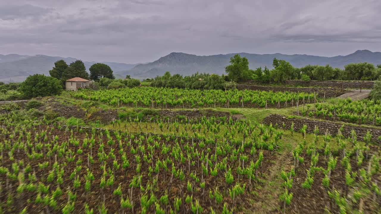 Sicily Winery Italy Aerial v4 cinematic drone flyover massive vineyards capturing wine estates with fresh organic plantations and views of mountainous landscape - Shot with Mavic 3 Cine - June 2023