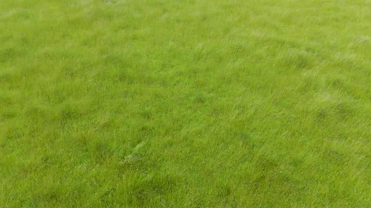 Low drone flies forward over long grass blowing gently in the wind