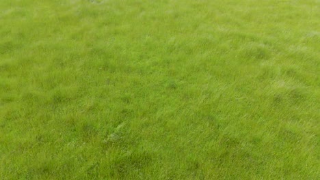 low drone flies forward over long grass blowing gently in the wind