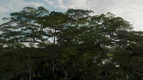 Aerial-drone-rising-upward-shot-of-Amazon-rainforest-and-river-during-sunny-weather-